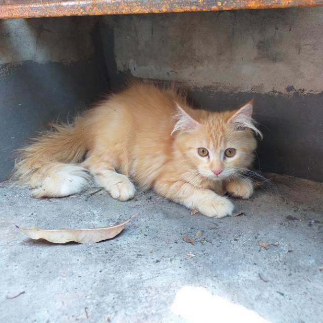 MITHA persian big bone Shopee Indonesia