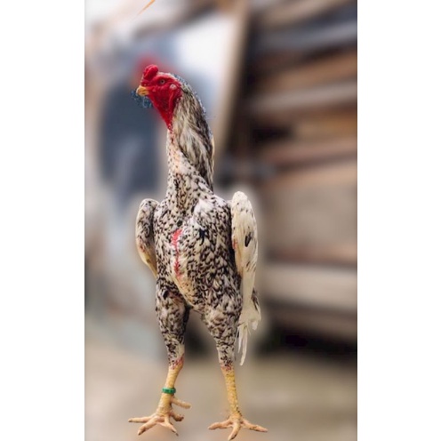 telur fertil ayam oshamo taiwan