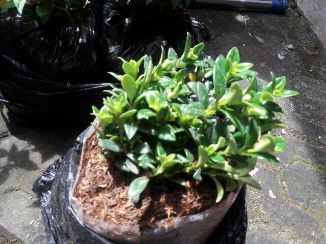 Bunga Gantung Lipstik Oranye