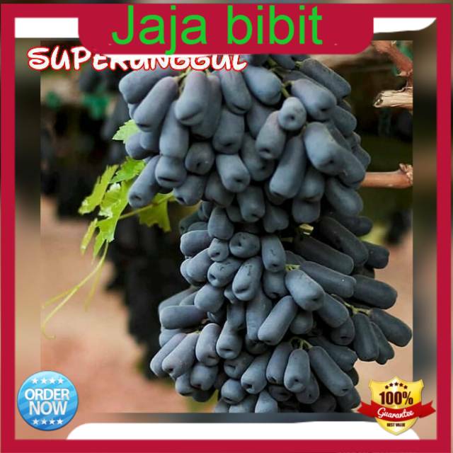 Bibit Tanaman Buah anggur import mondrop berkwalitas dan murah