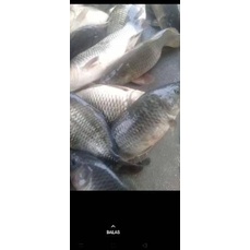 ✽ Esen ikan mas galapung kilogebrus ❅