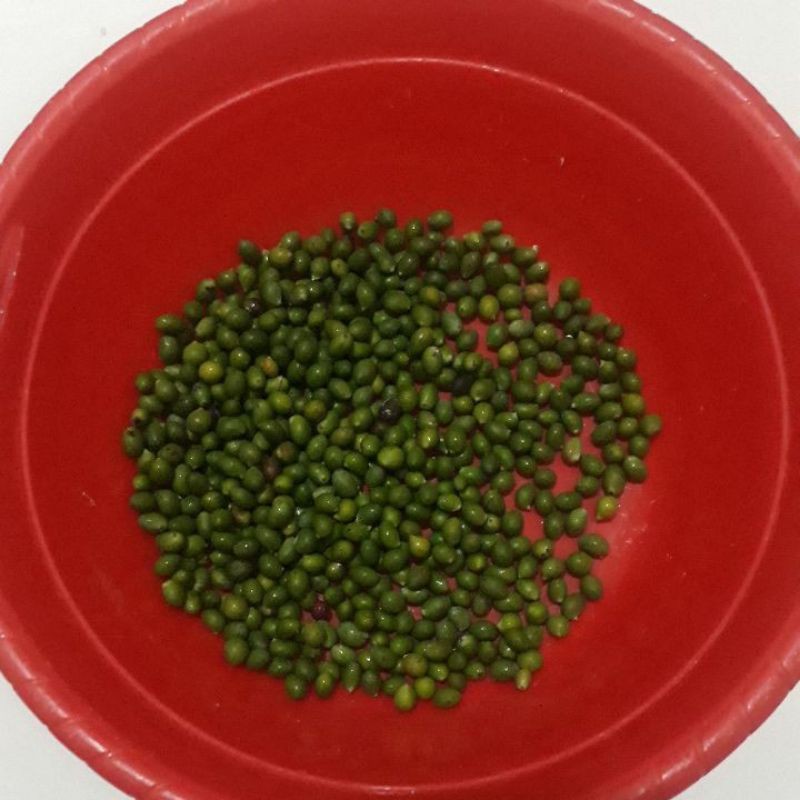 bibit biji lohansung pucuk merah isi 100 butir