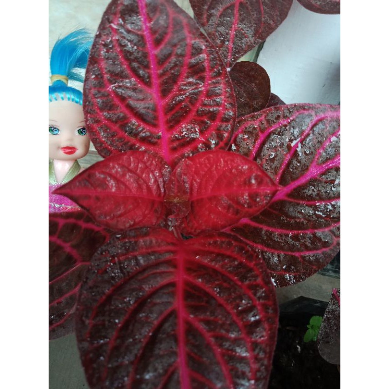 bayam hias, bayam pink, celosia dll