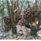 Benih Bibit Salak Pondoh polibag salak manis salak pondoh