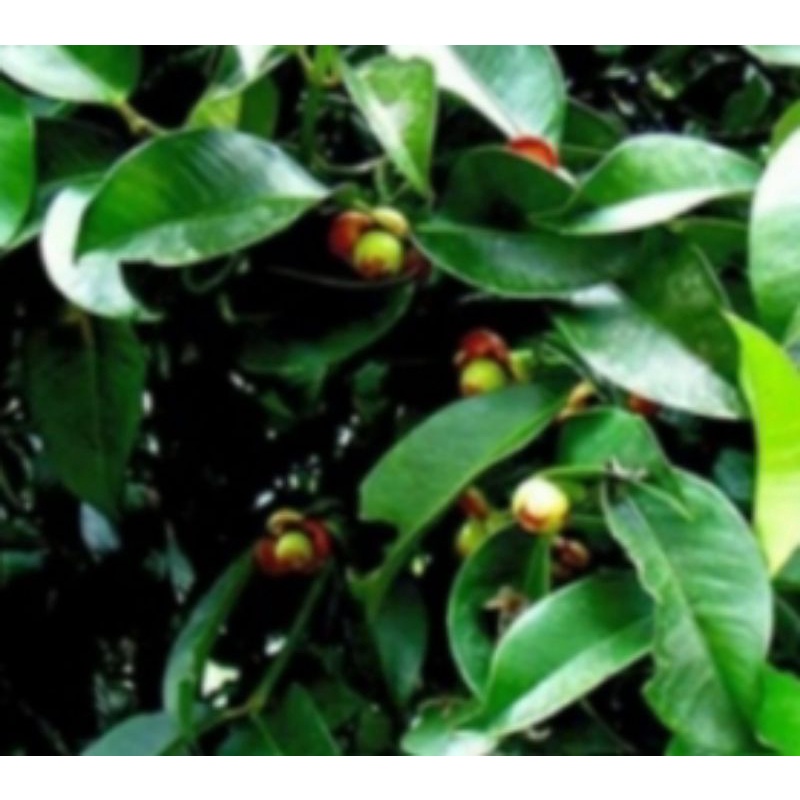 

Daun manggis segar/fres 500gram