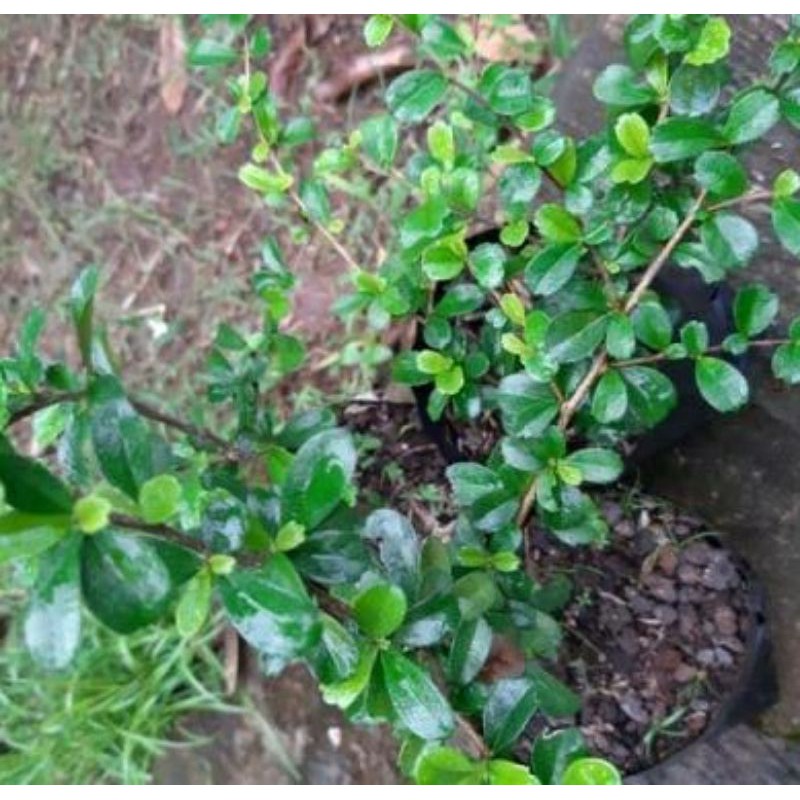 bibit / bahan bonsai hokianti