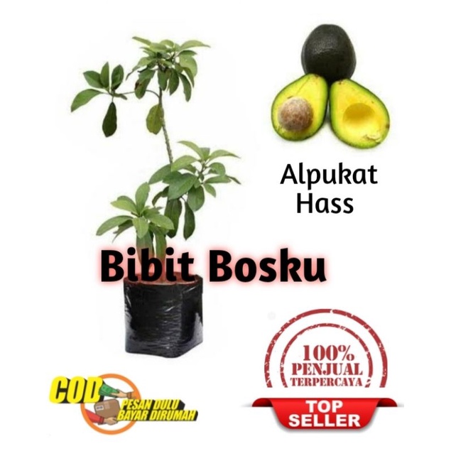 Bibit Alpukat Hass (Asli)