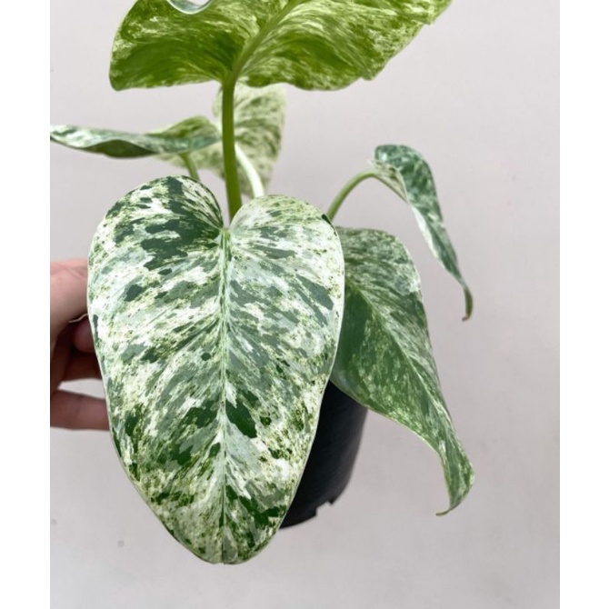 Philodendron Giganteum variegated