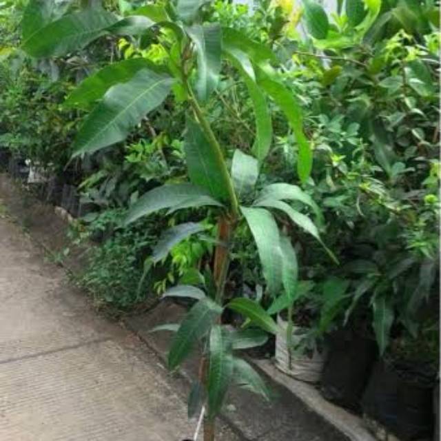 bibit pohon MANGGA CHOKANAN