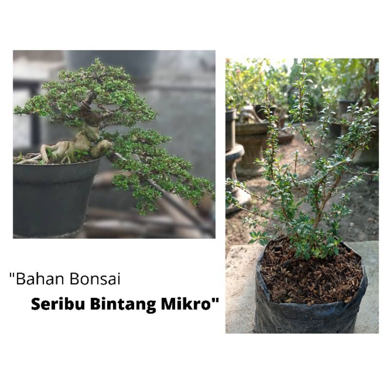 Seribu Bintang Mikro