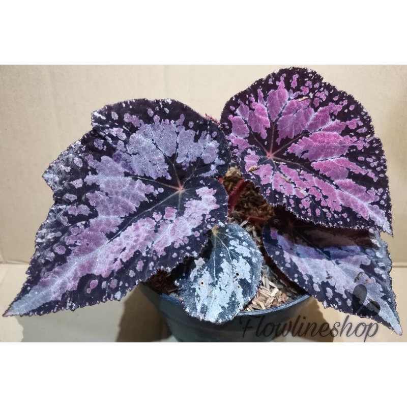 tanaman hias begonia hitam ungu
