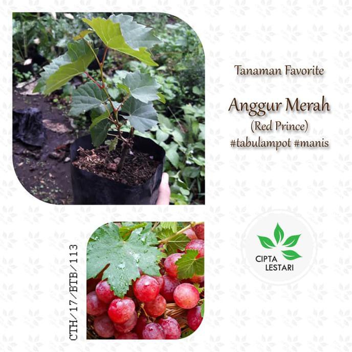 Bibit Anggur Merah Red Prince - Pohon Buah Anggur Merah time