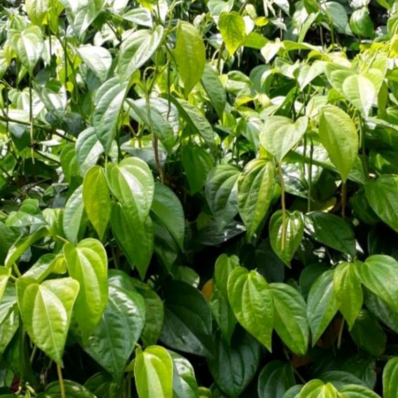 

Daun Sirih Per Ikat