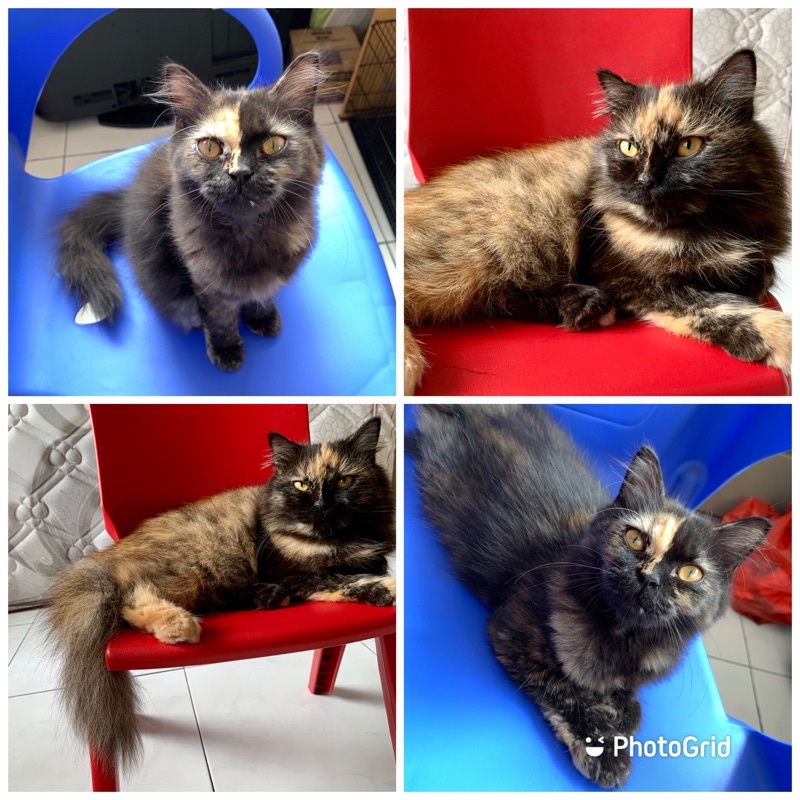 Adopsi / Adoption Persian Cat / Kucing Persia