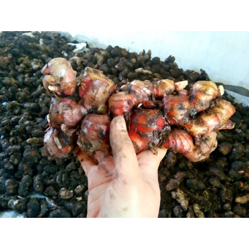 

Jahe merah segar imun booster 1kg