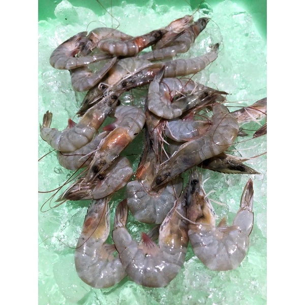 

Udang Fresh / Frozen