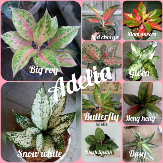 PAKET AGLONEMA 10 JENIS TERLARIS DAN TERMURAH