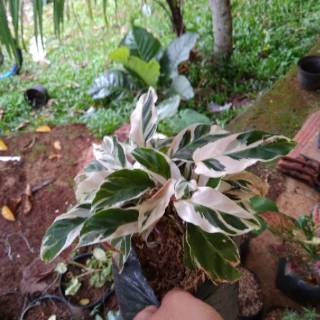  Tanaman  hias meranti tisu varigata  Tanaman  hias calathea  