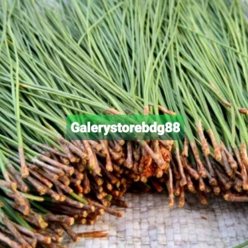 

Daun pinus segar 500 gram daunnya saja tanpa batang fresh-az