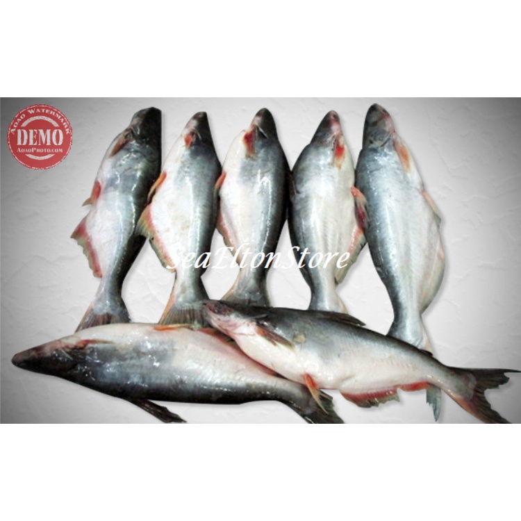 

IKAN PATIN SEGAR Ikan Air Tawar