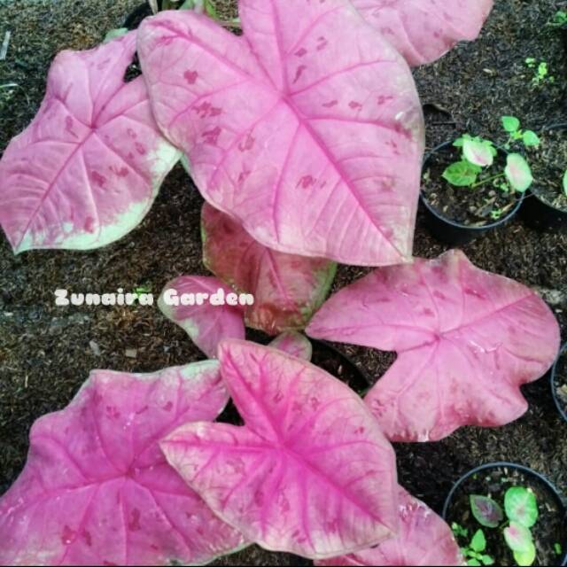 Keladi Hias Sexy Pink Bibit Tanaman Hias Caladium Shopee Indonesia