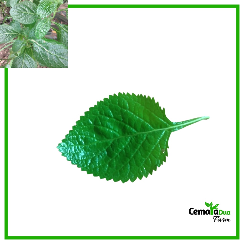 

Daun Pecut Kuda atau Jarong Segar Tanaman Herbal