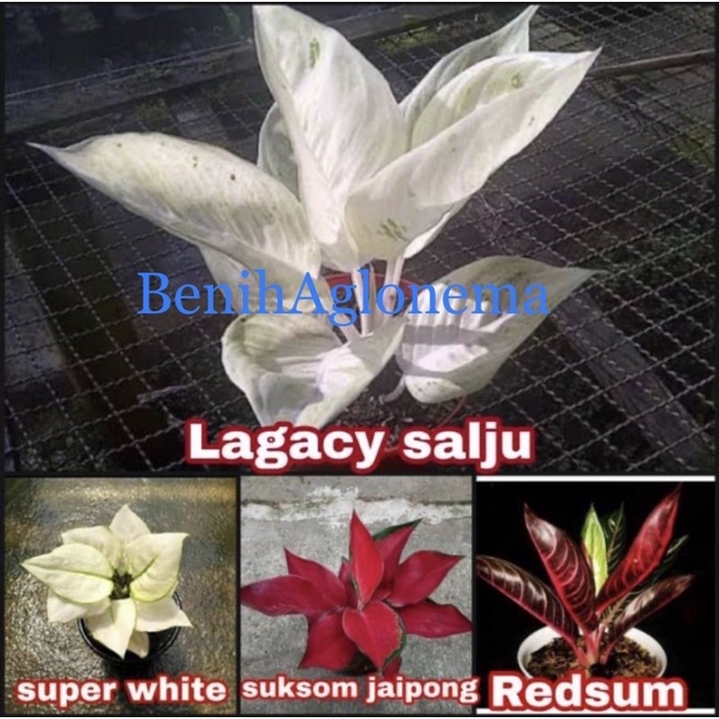 Promo paket 4 bonggol aglonema Lagacy salju-Super white-Suksom jaipong-Red sumatra