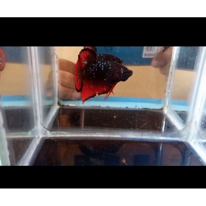 Cupang AVATAR BLACK FIRE Super Grade Form.100% REAL PIC & REAL VIDEO.