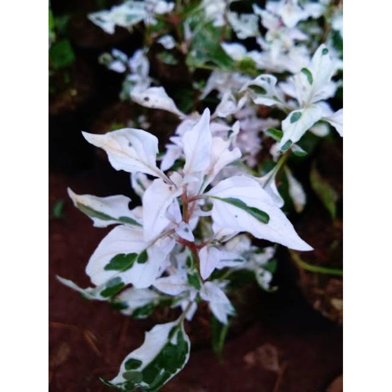 TANAMAN HIAS TERMURAH KROKOT SALJU/KROKOT SNOW -kembang hidup asli-bunga hidup cantik cantik murah-p