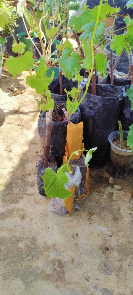 Bibit Anggur Import Akademik