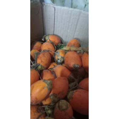 

buah pinang/jambe tua