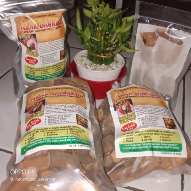 Kayu bajakah obat kanker dan covid