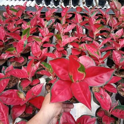 PROMO  Tanaman hias algonema suksom jaipong
