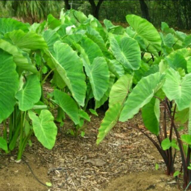 BIBIT BENTUL(talas bentul)murah,10 pcs