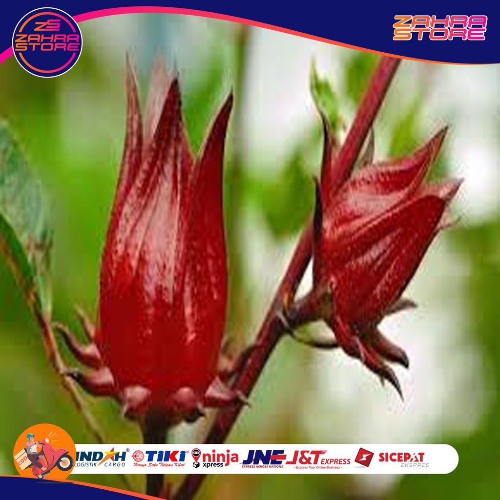 

HEALTHYGO, Bunga Rosella Merah 100 gram PRESH (Hisbicus sabdariffa)