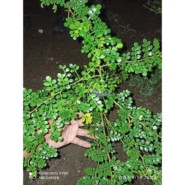 Bibit bonsai kawista batu