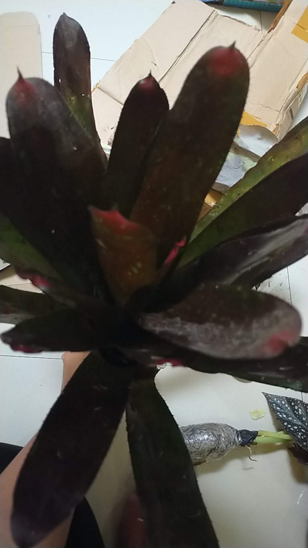 Tanaman Hias Bromelia Rose