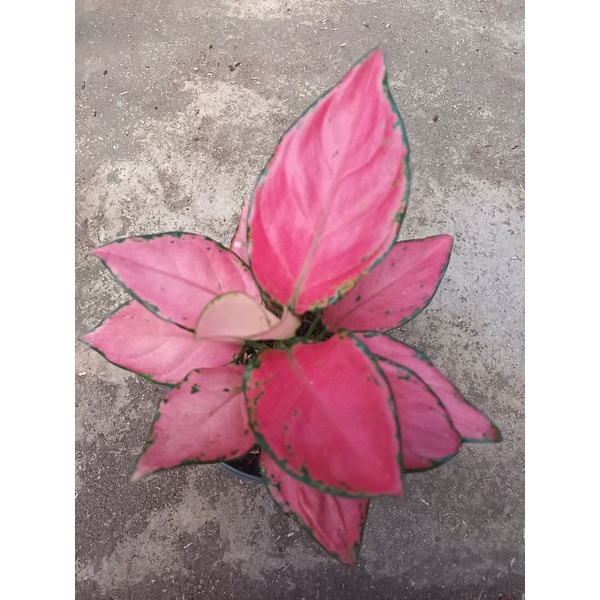 Aglaonema pink katrine