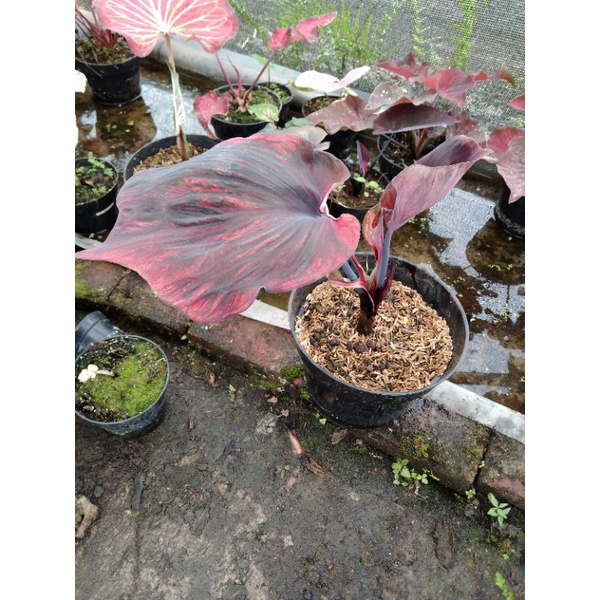 bibit caladium Nagoya