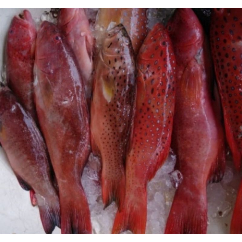 

ikan krapu lody segar 500 gr 2 ekor