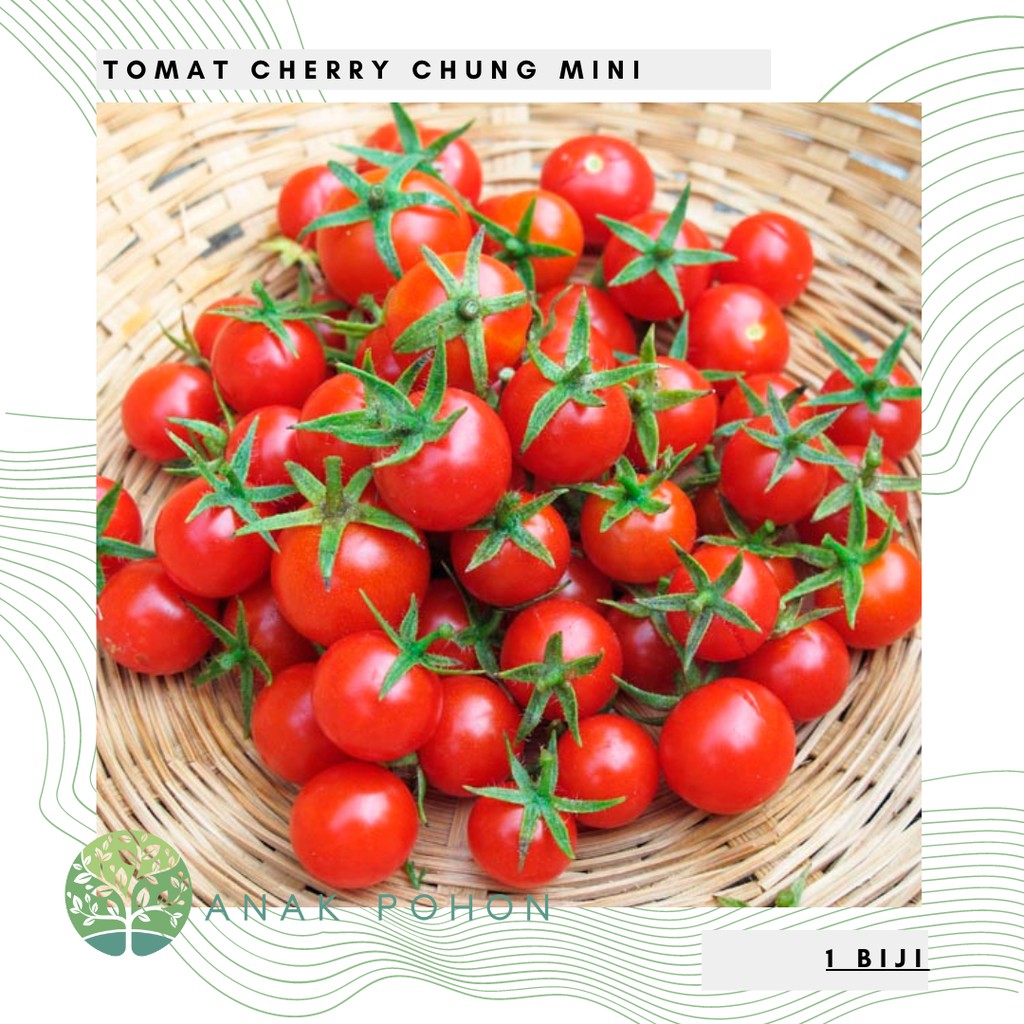Jual Benih Bibit Biji Tomat Cherry Chung Rampai Merah Mini Tomato