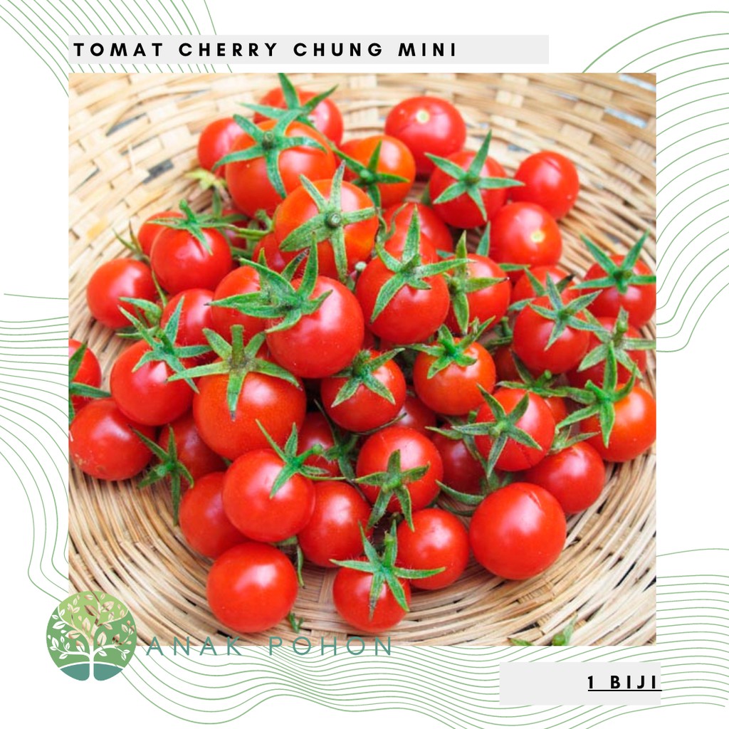 Benih Bibit Biji - Tomat Cherry Chung Rampai Merah Mini Tomato Seeds (Bisa untuk Dataran Rendah - Tinggi)