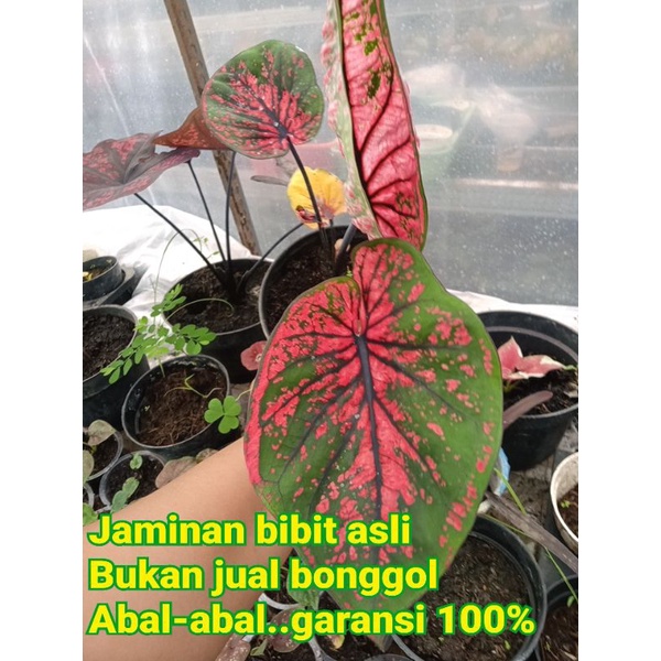 Jual Keladi Bondan Kejawen anakan | Shopee Indonesia