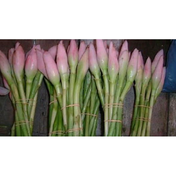 

Ready BUNGA KECOMBRANG HONJE ROMBEH COMRANG SEGAR FRESH 1Kg