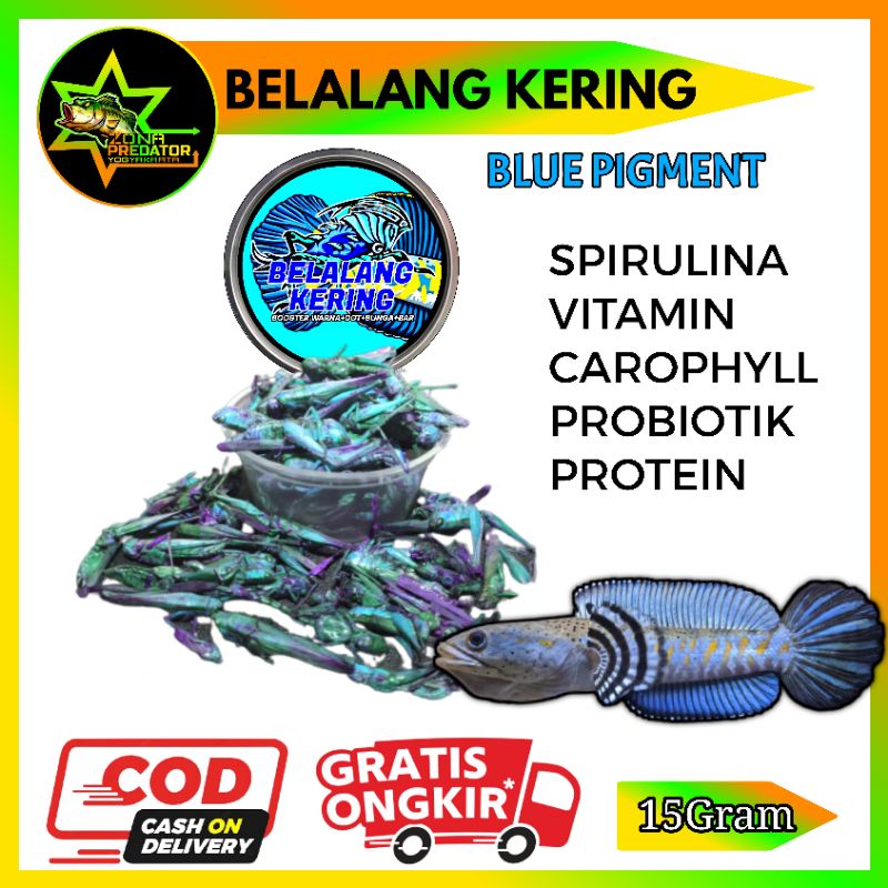 Belalang Kering Blue Pakan Ikan Channa