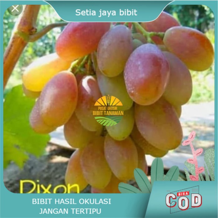Bibit Anggur Dixon Import Grafting berbuah