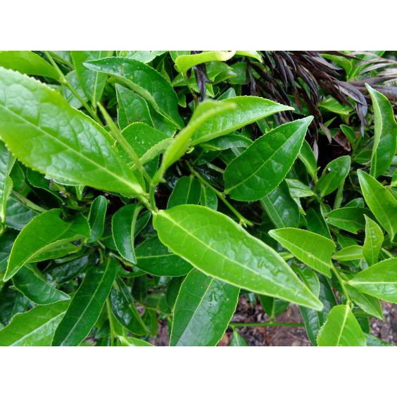 BIBIT POHON DAUN TEH HIJAU - TANAMAN DAUN TEH HIJAU (OBAT HERBAL) STOK READY