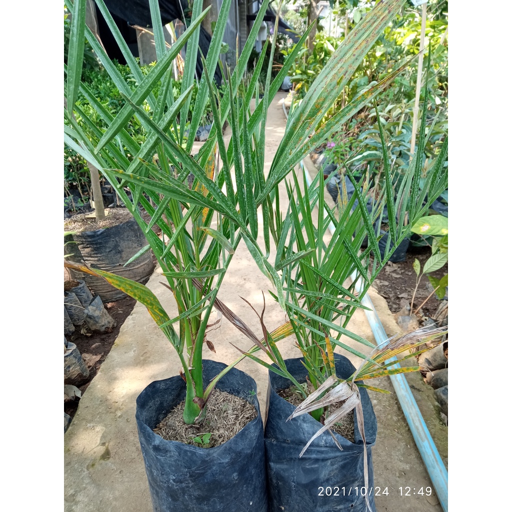 bibit kurma ajwa || tanaman kurma ajwa asli