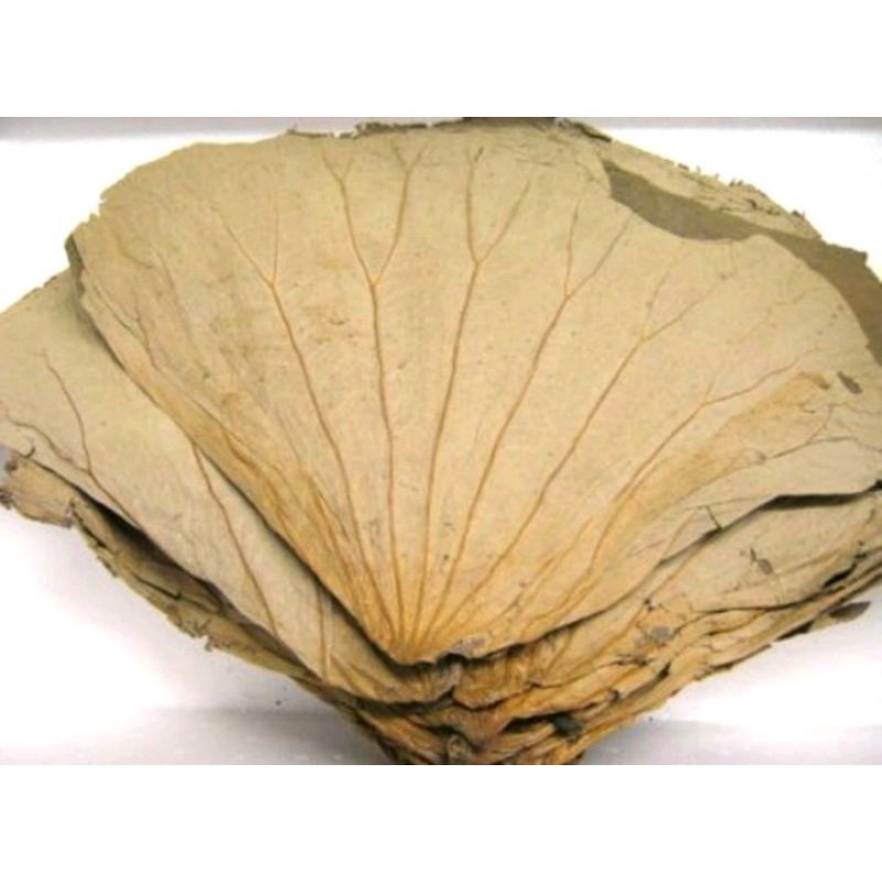 

dread lotus leaf daun teratai kering 500 gram