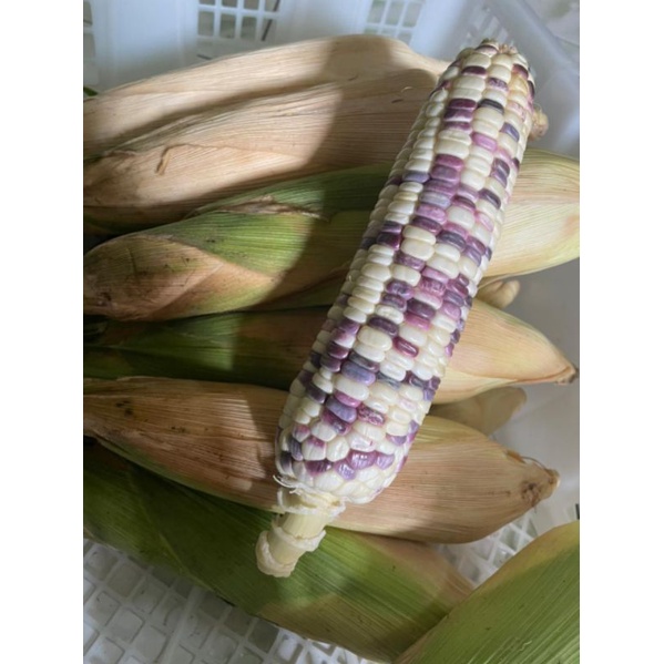 

RB JAGUNG KETAN PUTIH UNGU